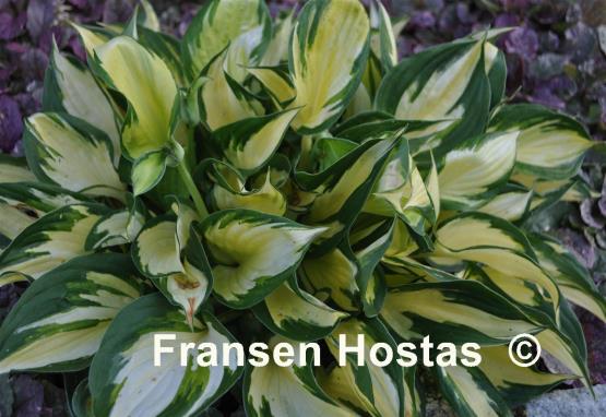 Hosta Morning Light